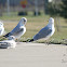 California Gull