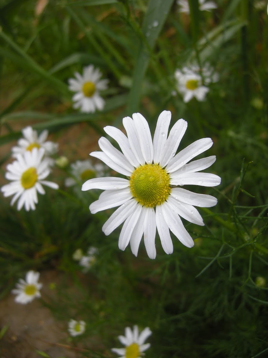 Chamomile