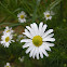 Chamomile