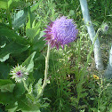 Nodding thistle