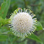 Button Bush