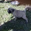 PUG DOG