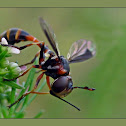 Thick-headed fly