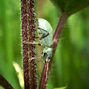 Nettle Weevil