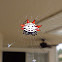 Spiny Orb Weaver Spider