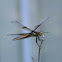 Widow Skimmer            Female