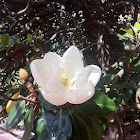 Magnolia