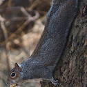 Grey Squirrel