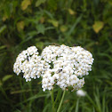 Yarrow