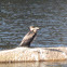 Cormorant