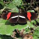 Red Postman Butterfly