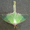 Luna Moth