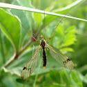 Crane fly