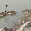 Canada Goose