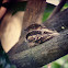 Philippine Nightjar
