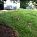 Eastern Cottontail