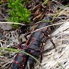 Mating Chinchemoyes
