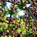 Elderberry