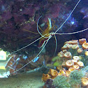 Cleaner Shrimp