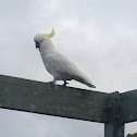 Cockatoo