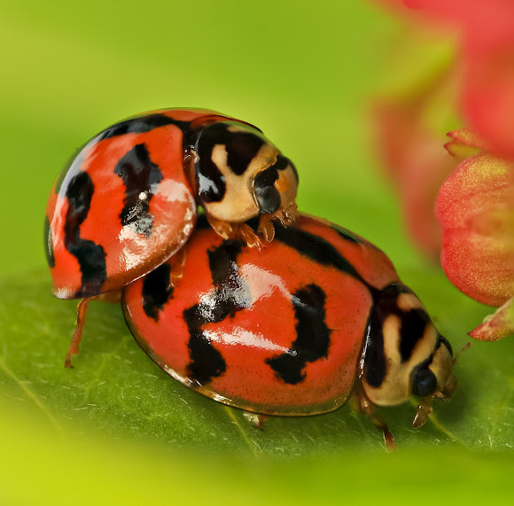 Indian Wave Striped Ladybug Project Noah