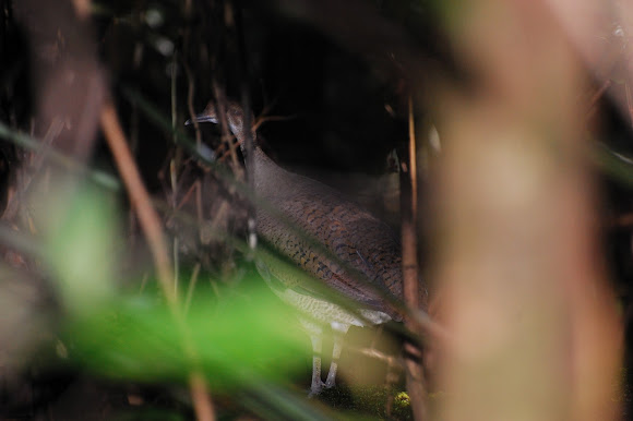 Spotting Image 1