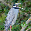 Night Heron