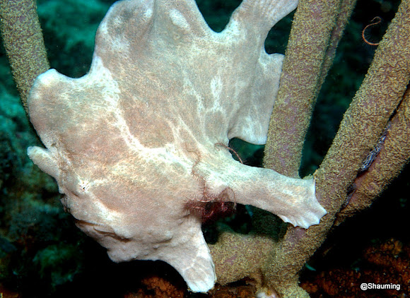 Spotting Image 1