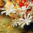 Flower Soft Coral