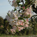 Almond Flowers