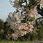 Almond Flowers