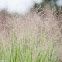 Switchgrass