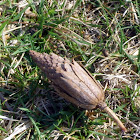 Tulip Tree