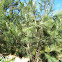 Sheoak