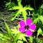 Armenian Crane's Bill