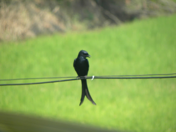 Spotting Image 1