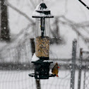 Northern Cardinal (female)