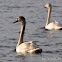 Tundra Swan