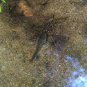 Tadpole