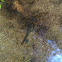 Tadpole