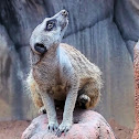 Meerkat 