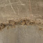 Cliff swallow mud nests
