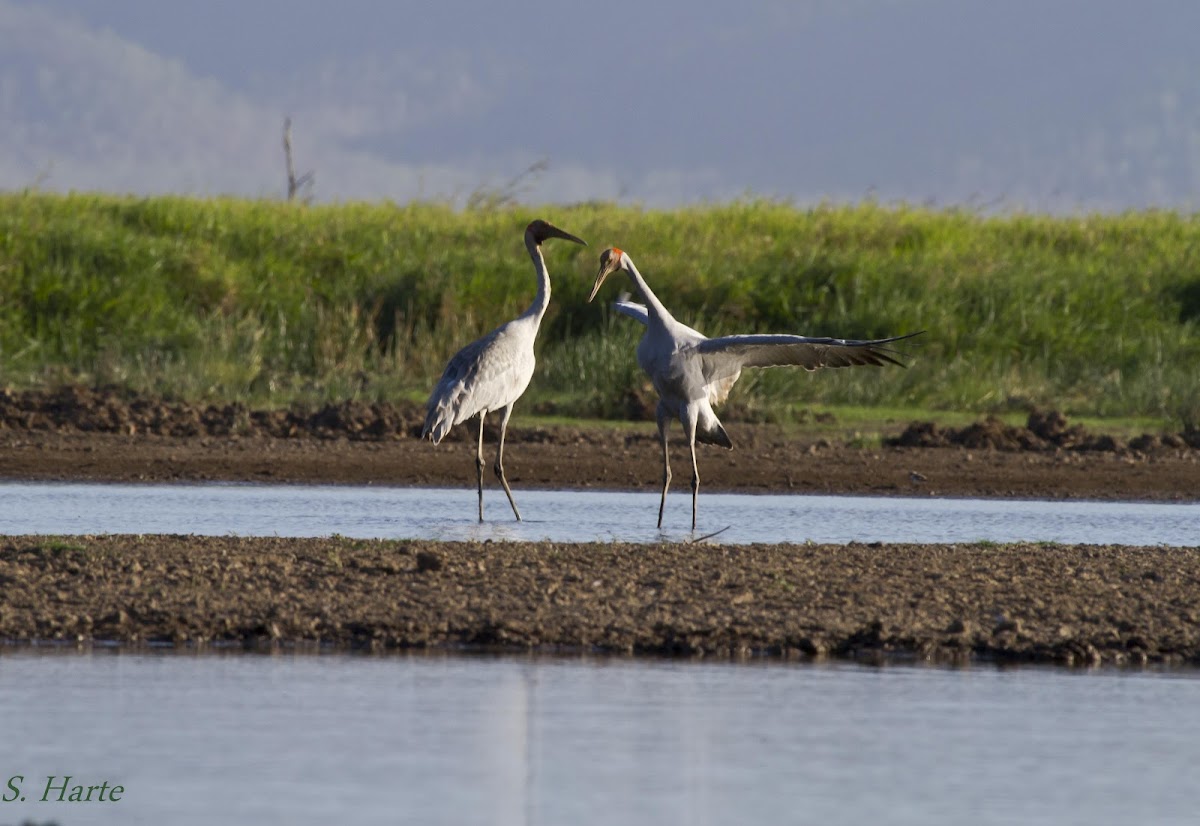 Brolga