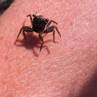 mangrove tree crab