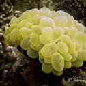 Bubble Coral