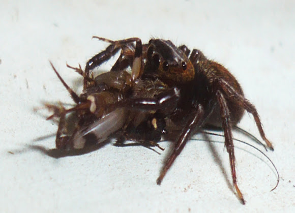 Spotting Image 1