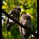 Spotted Owlet