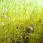 Golden Thread Moss