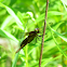 Widow Skimmer