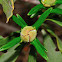 Gum rockrose bud, capullo de jara pringosa